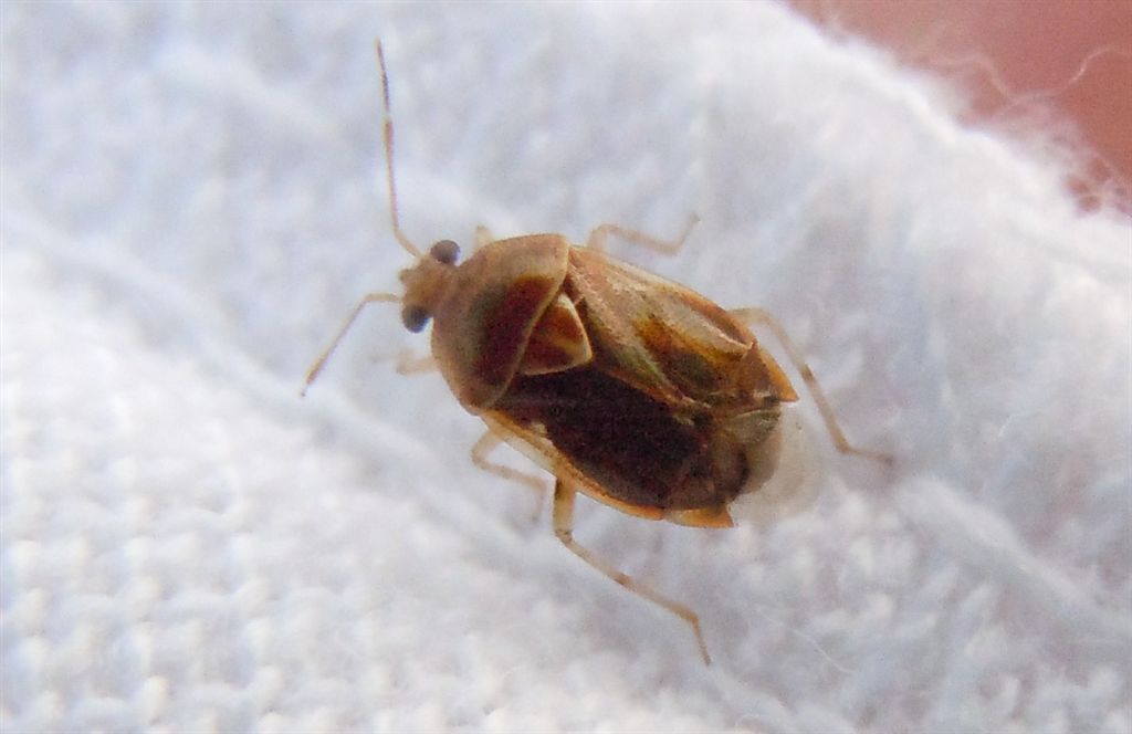 Deraeocoris lutescens? S